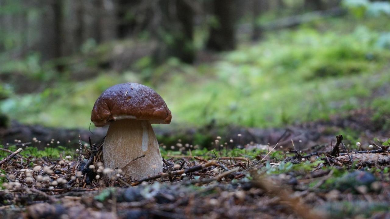 Le Vallon d'Armandine, gîte écologique Auvergne Saint-Hilaire  Extérieur photo